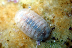 Leptochiton badius