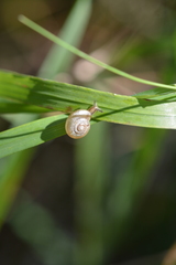Gastropoda