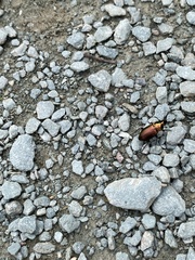 Poecilus cupreus