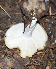 Russula fragilis
