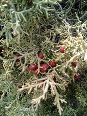 Juniperus phoenicea