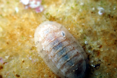 Leptochiton badius