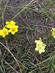 Moraea fugacissima