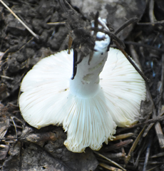 Russula fragilis
