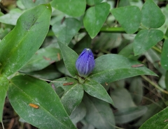 Gentiana clausa