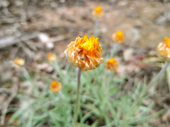 Leucochrysum albicans albicans