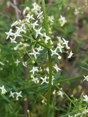 Galium album