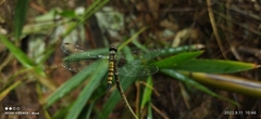 Brachydiplax