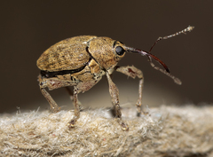 Curculio glandium