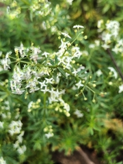 Galium album