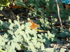Junonia