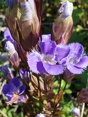 Gentianopsis crinita