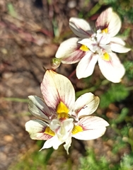 Moraea gawleri