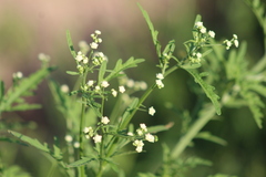 Parthenium bipinnatifidum