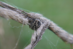 Araneus diadematus