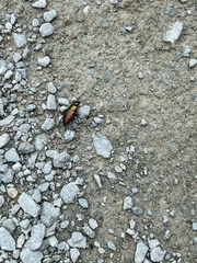Poecilus cupreus