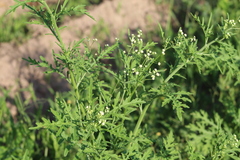 Parthenium bipinnatifidum