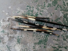 Hystrix africaeaustralis