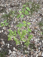 Celtis reticulata