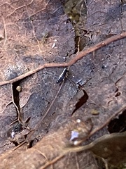 Lepidocyrtus paradoxus