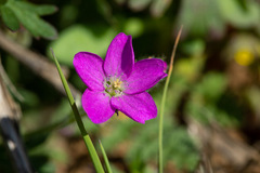 Calandrinia compressa