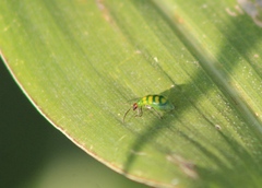 Diabrotica balteata