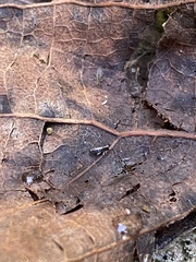 Lepidocyrtus paradoxus