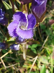 Gentianopsis crinita
