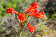 Zephyranthes phycelloides