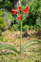 Zephyranthes phycelloides