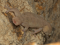 Gehyra robusta
