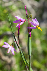 Olsynium scirpoideum