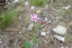 Senecio cymbalarifolius