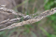 Araneus diadematus