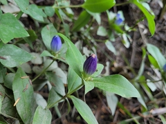 Gentiana clausa