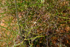 Wahlenbergia asparagoides