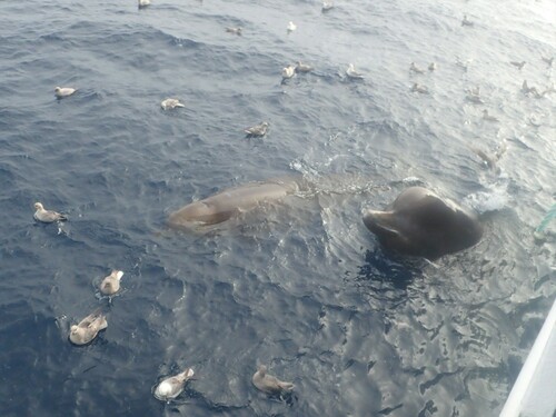 North Atlantic Bottlenose Whale, Nunavut, Canada, photo 9 of 10
