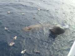 Hyperoodon ampullatus