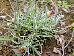 Leucochrysum albicans albicans