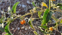 Solanum villosum