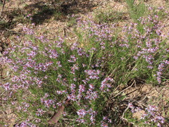 Felicia filifolia