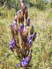 Gentianopsis crinita