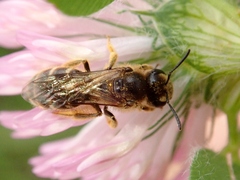 Lasioglossum