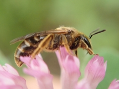 Lasioglossum
