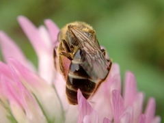 Lasioglossum