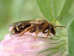 Lasioglossum