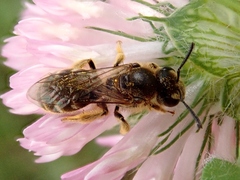 Lasioglossum