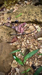 Persicaria longiseta