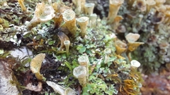 Cladonia pyxidata