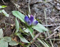 Gentiana clausa